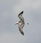 Mouette mélanocéphale