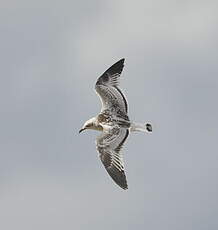 Mouette mélanocéphale