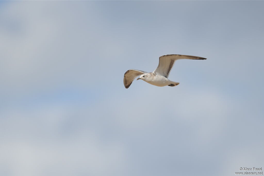 Mouette mélanocéphalejuvénile, Vol