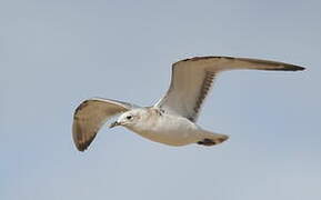 Mouette mélanocéphale