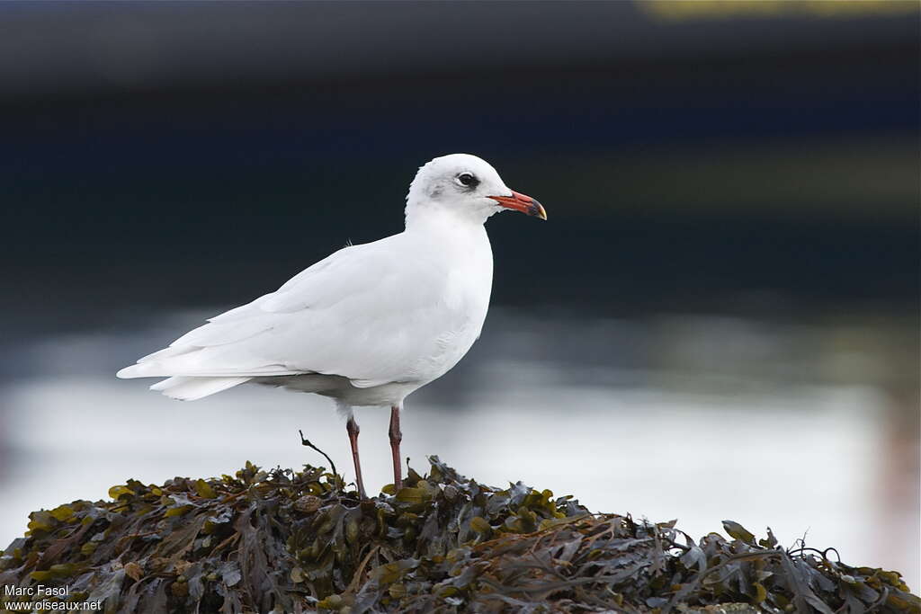 Mouette mélanocéphaleadulte internuptial, identification