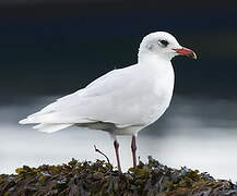 Mouette mélanocéphale