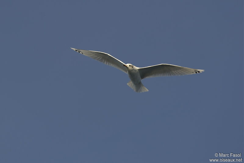 Mediterranean GullSecond year, Flight