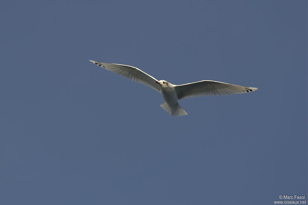 Mouette mélanocéphale2ème année, Vol