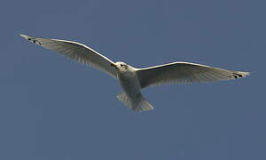 Mediterranean Gull