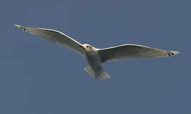 Mouette mélanocéphale