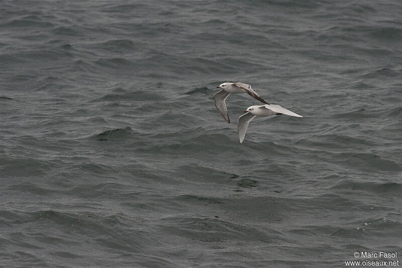 Mediterranean Gull, Flight