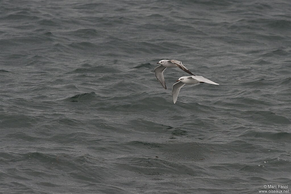 Mouette mélanocéphale, Vol