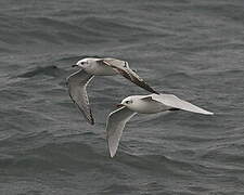 Mouette mélanocéphale