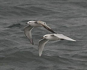 Mouette mélanocéphale