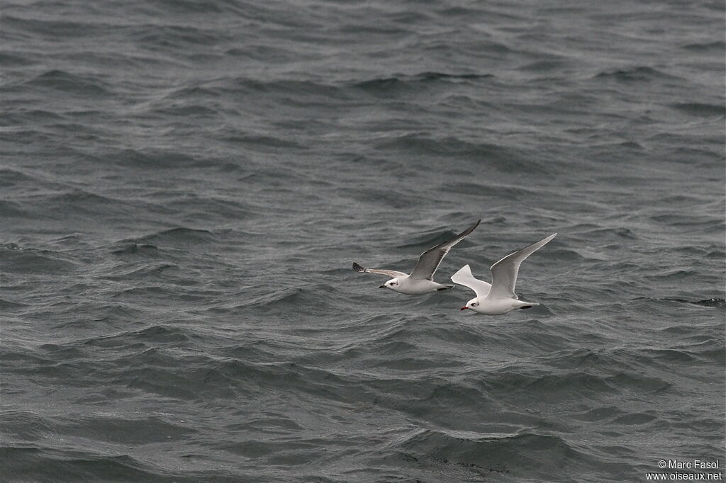 Mouette mélanocéphale, Vol