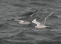 Mouette mélanocéphale