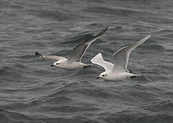 Mouette mélanocéphale