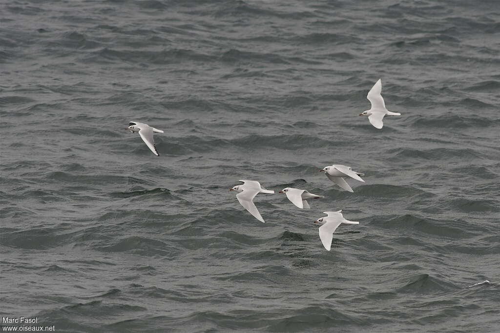 Mouette mélanocéphaleadulte internuptial, Vol