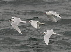 Mouette mélanocéphale