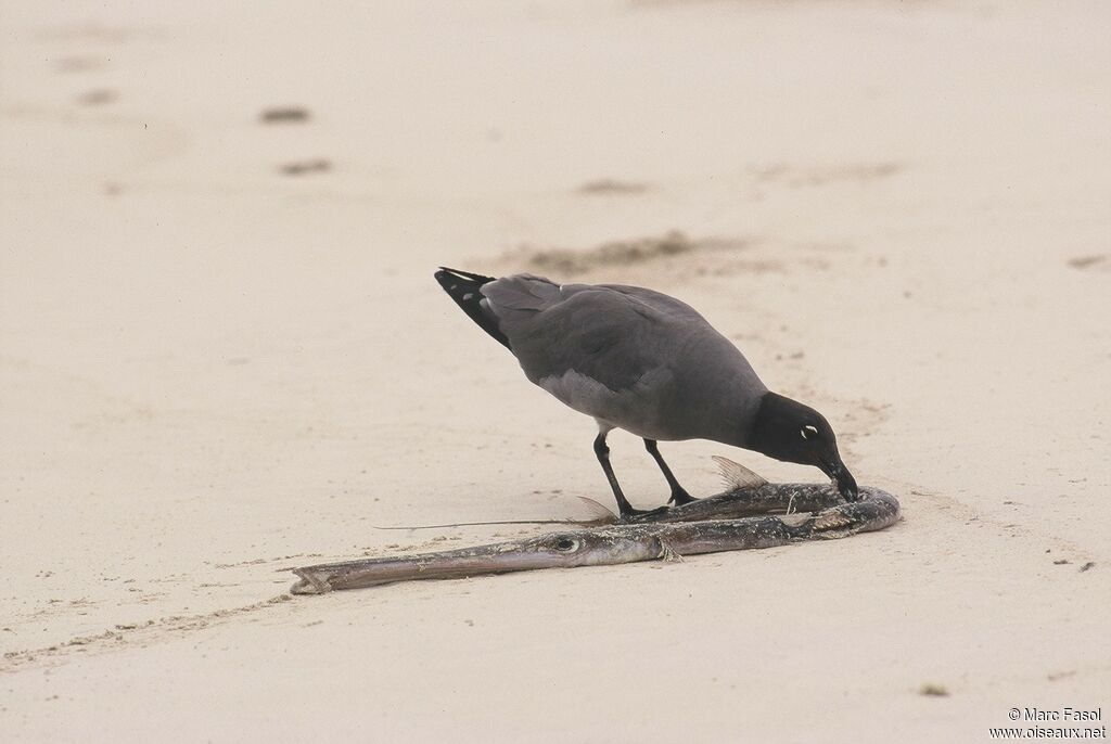 Mouette obscureadulte, identification, régime