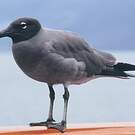 Mouette obscure