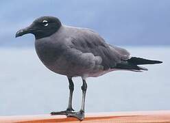 Lava Gull