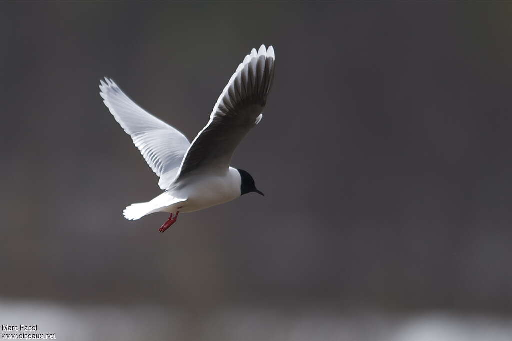 Little Gulladult breeding, Flight