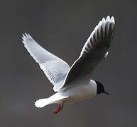 Little Gull