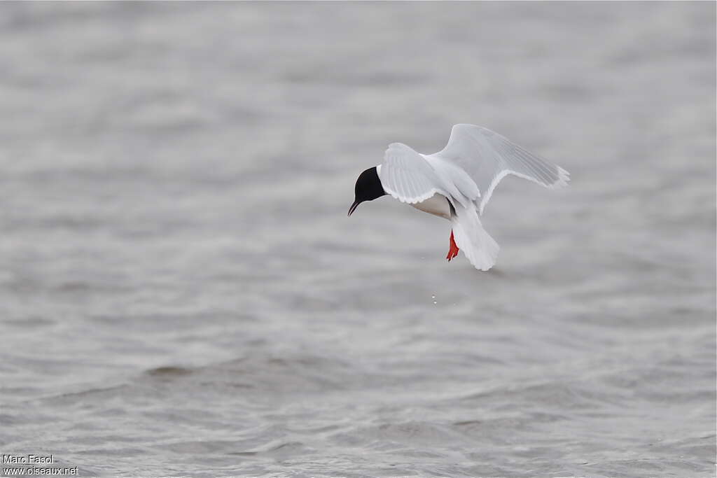 Mouette pygméeadulte nuptial, pêche/chasse, Comportement