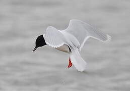 Little Gull