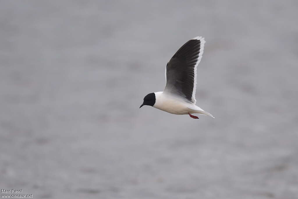 Mouette pygméeadulte nuptial, Vol