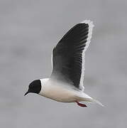 Little Gull