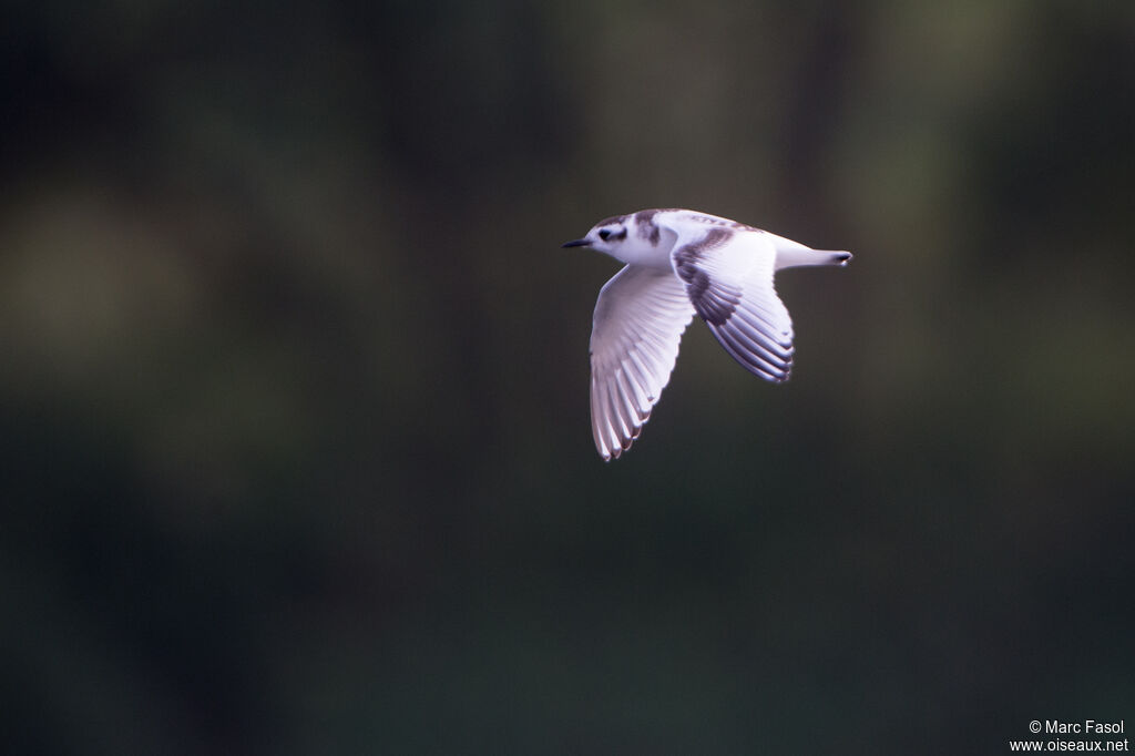 Mouette pygméejuvénile, Vol