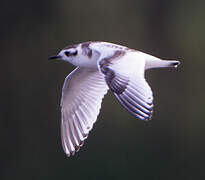 Little Gull