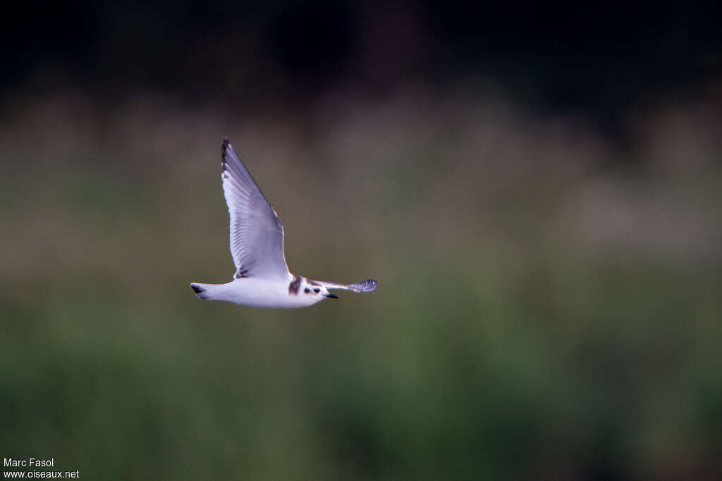 Mouette pygméejuvénile, Vol