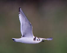 Little Gull