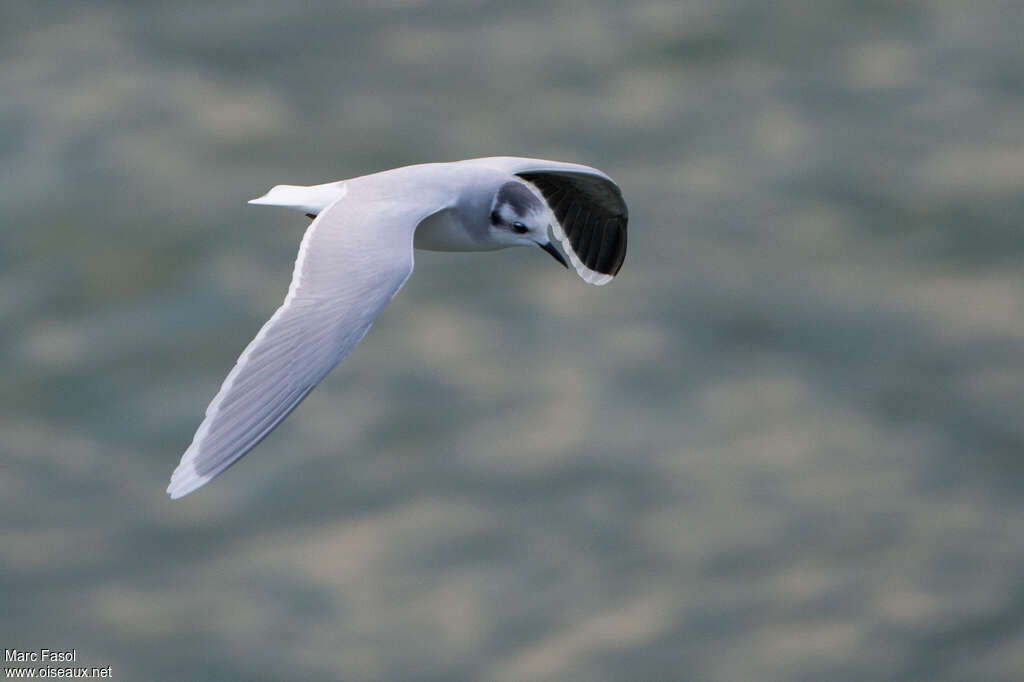 Mouette pygméeadulte internuptial, identification, Vol