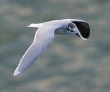 Little Gull