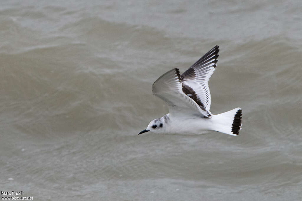 Mouette pygmée1ère année, Vol