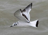 Mouette pygmée