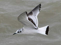 Little Gull