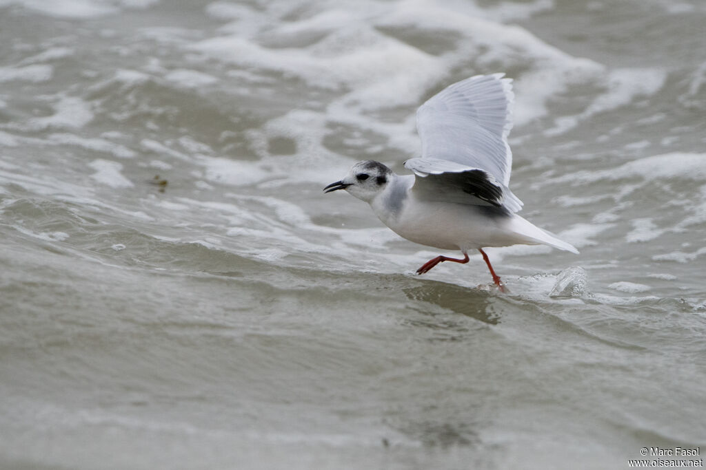 Mouette pygméeadulte, Vol, pêche/chasse