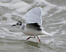 Little Gull