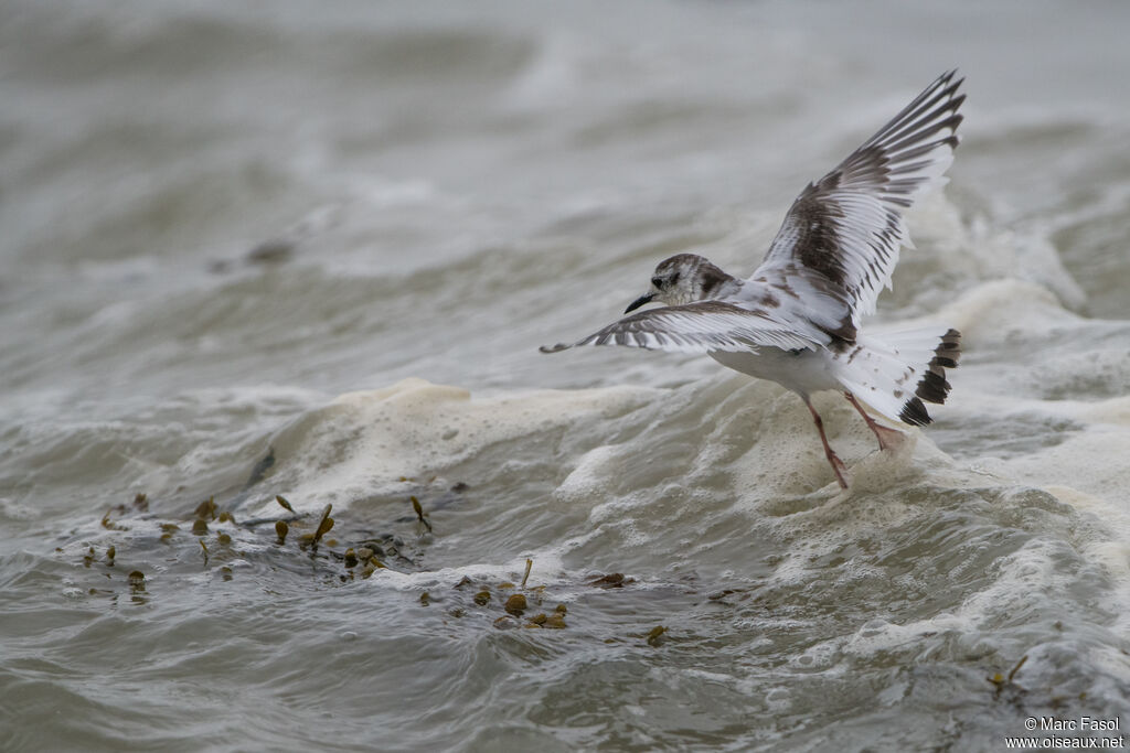 Little GullFirst year, Flight, fishing/hunting