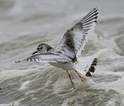 Mouette pygmée