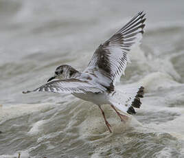 Mouette pygmée