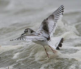 Mouette pygmée