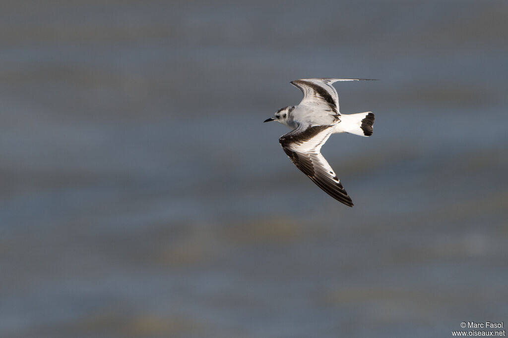 Mouette pygméeimmature, Vol