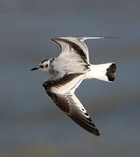 Mouette pygmée