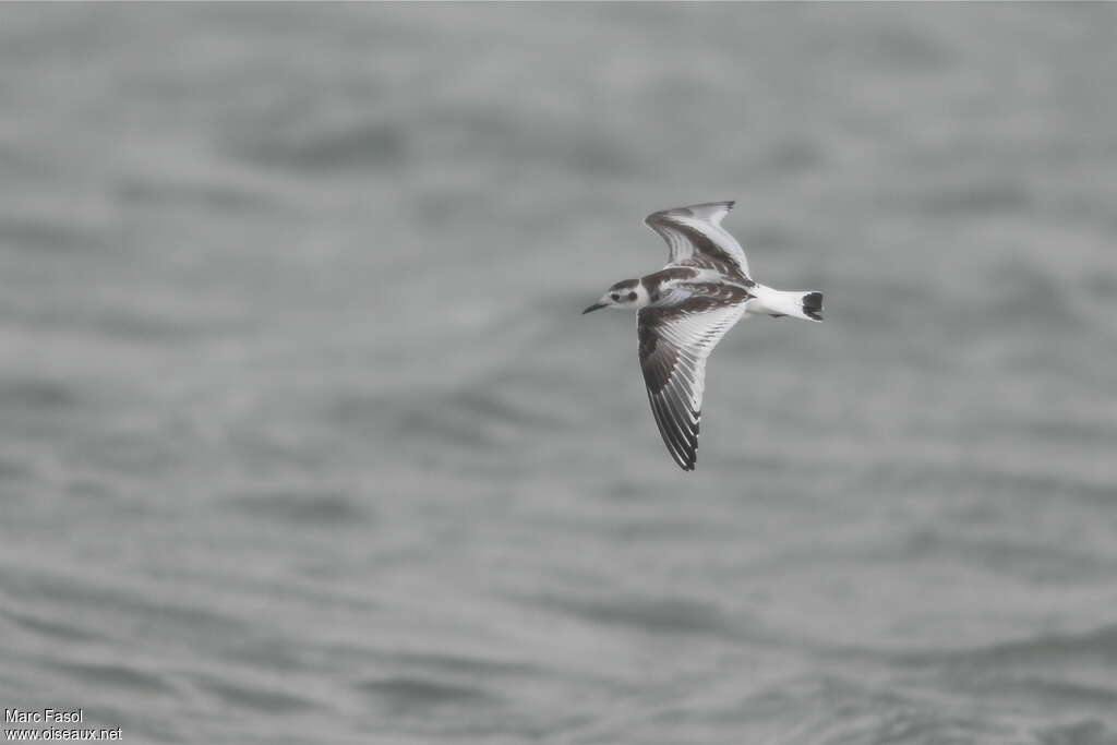 Mouette pygméejuvénile, identification, Vol