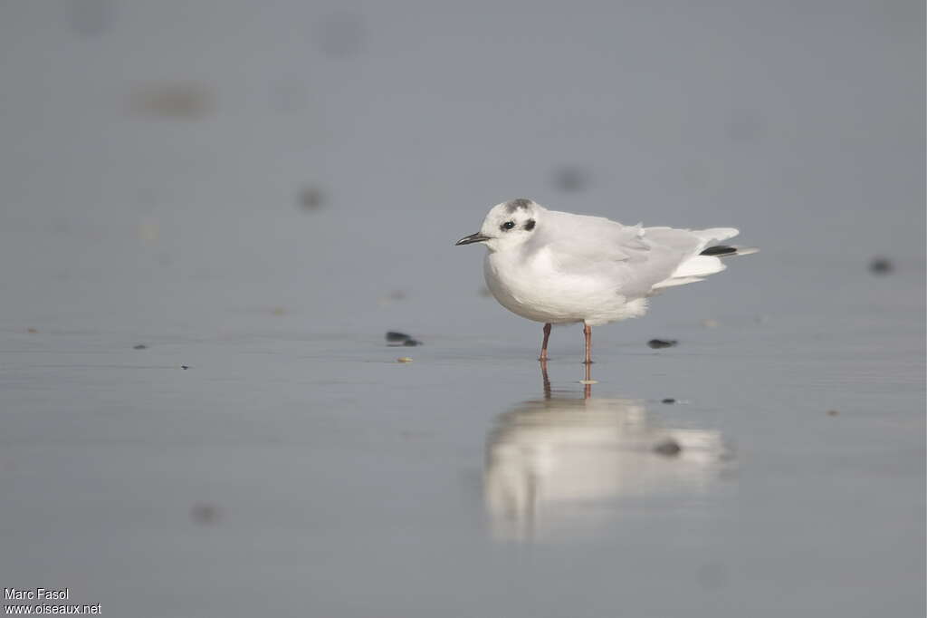 Mouette pygméeadulte internuptial, identification