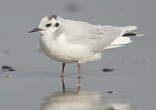 Mouette pygmée