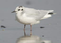 Little Gull