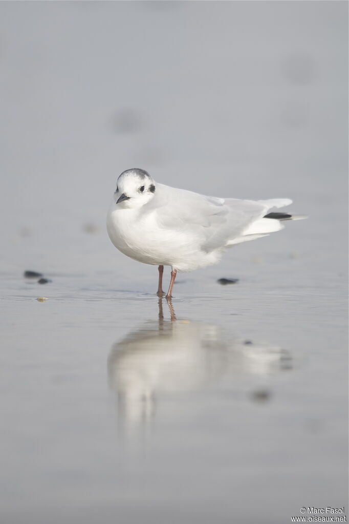 Mouette pygméeadulte internuptial, identification